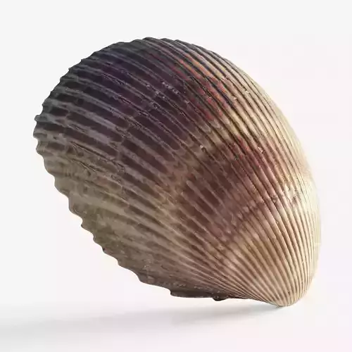 Scanned seashell
