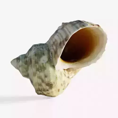 Scanned seashell