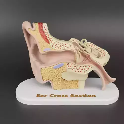 Anatomy of the Ear A Cross-Sectional 3D Print for Education 3D print model