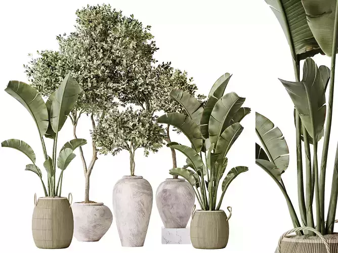 AV Indoor plants set 163 Mission Olive Tree and Banana