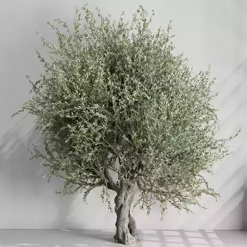 Old Olive Tree Set 01 3D model