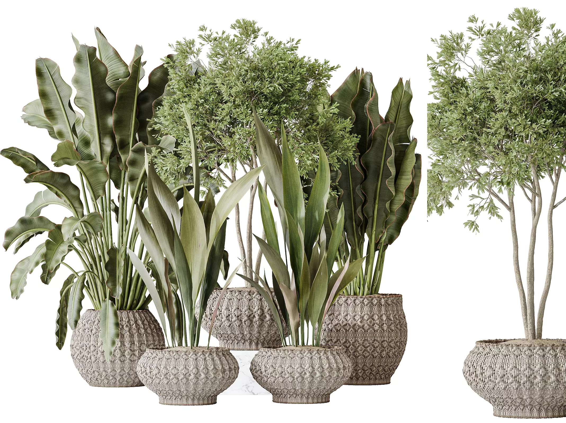 AV Indoor plants set 164 Banana- Aspidistra- Arbequina Olive 3D model