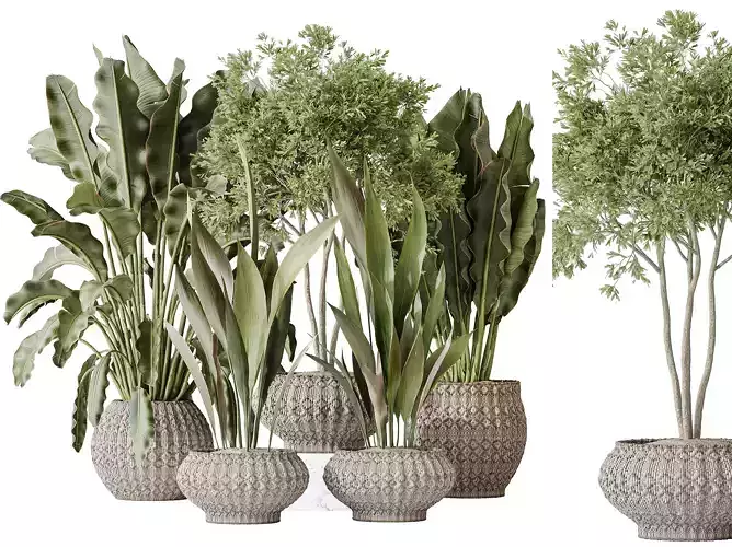 AV Indoor plants set 164 Banana- Aspidistra- Arbequina Olive