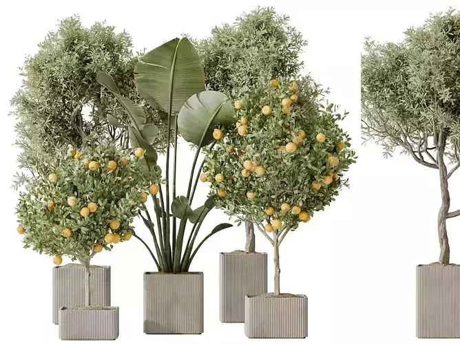 Indoor plants set 165 Olive and Fruit Orange and Banana