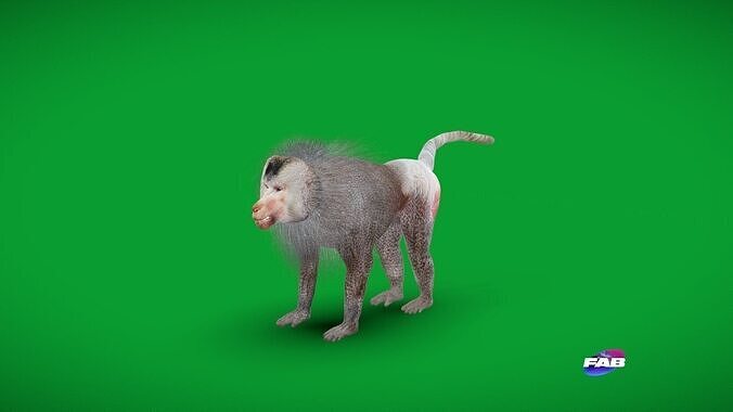 Hamadryas Baboon Monkey Low-poly 3D model