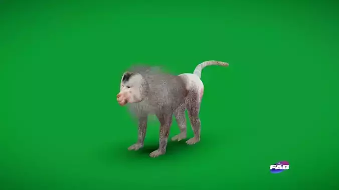 Hamadryas Baboon Monkey