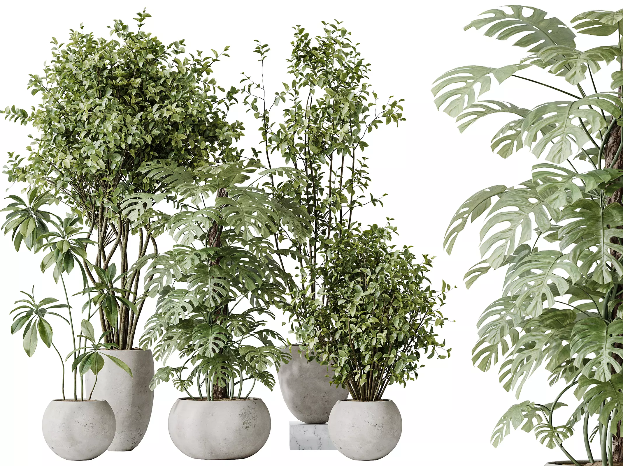 AV Indoor plants set 166 Olive Eucalyptus Elegant Ficus 3D model
