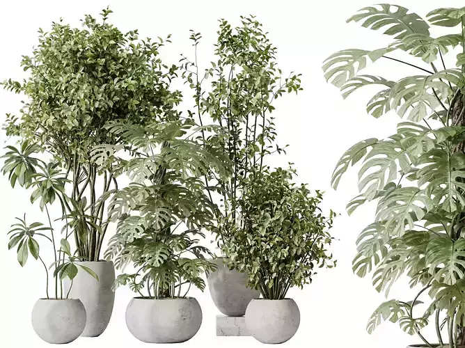 AV Indoor plants set 166 Olive Eucalyptus  Elegant Ficus