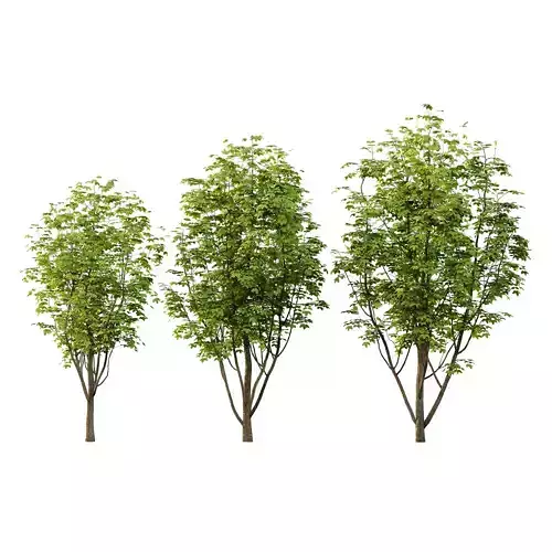 Fraxinus Rhynchophylla Tree 05