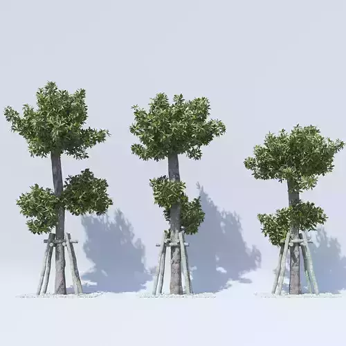 Pohon Pulai 3D Model -  Alstonia scholaris - SKP MAX VRAY CORONA 3D model