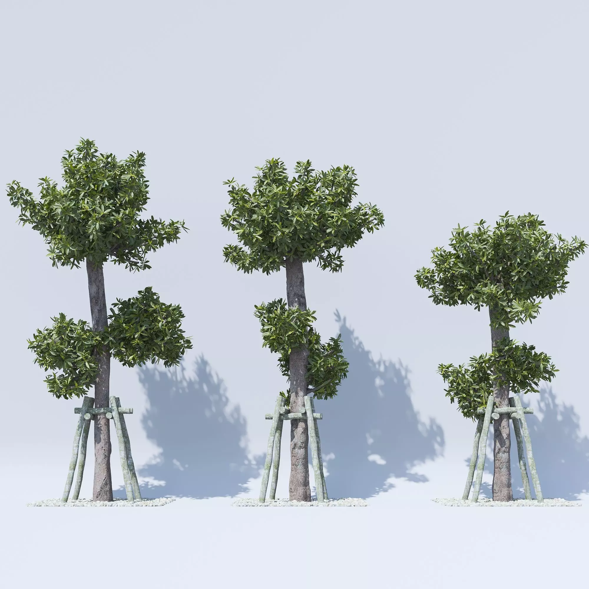 Pohon Pulai 3D Model - Alstonia scholaris - SKP MAX VRAY CORONA 3D model