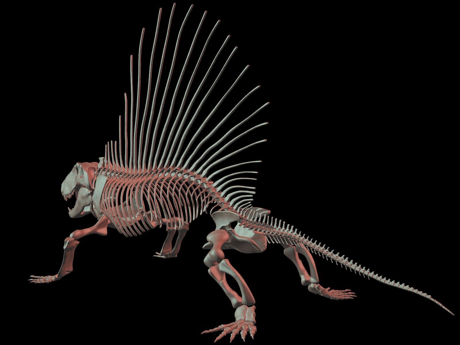 Dimetrodon Skeleton 3D model_2