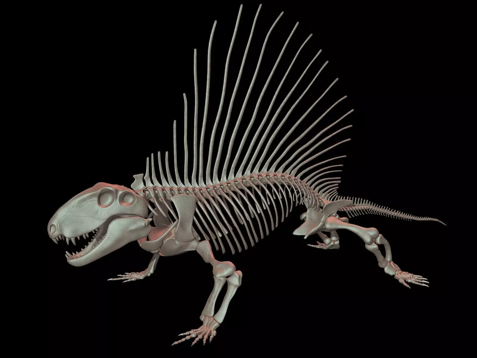 Dimetrodon Skeleton 3D model_0