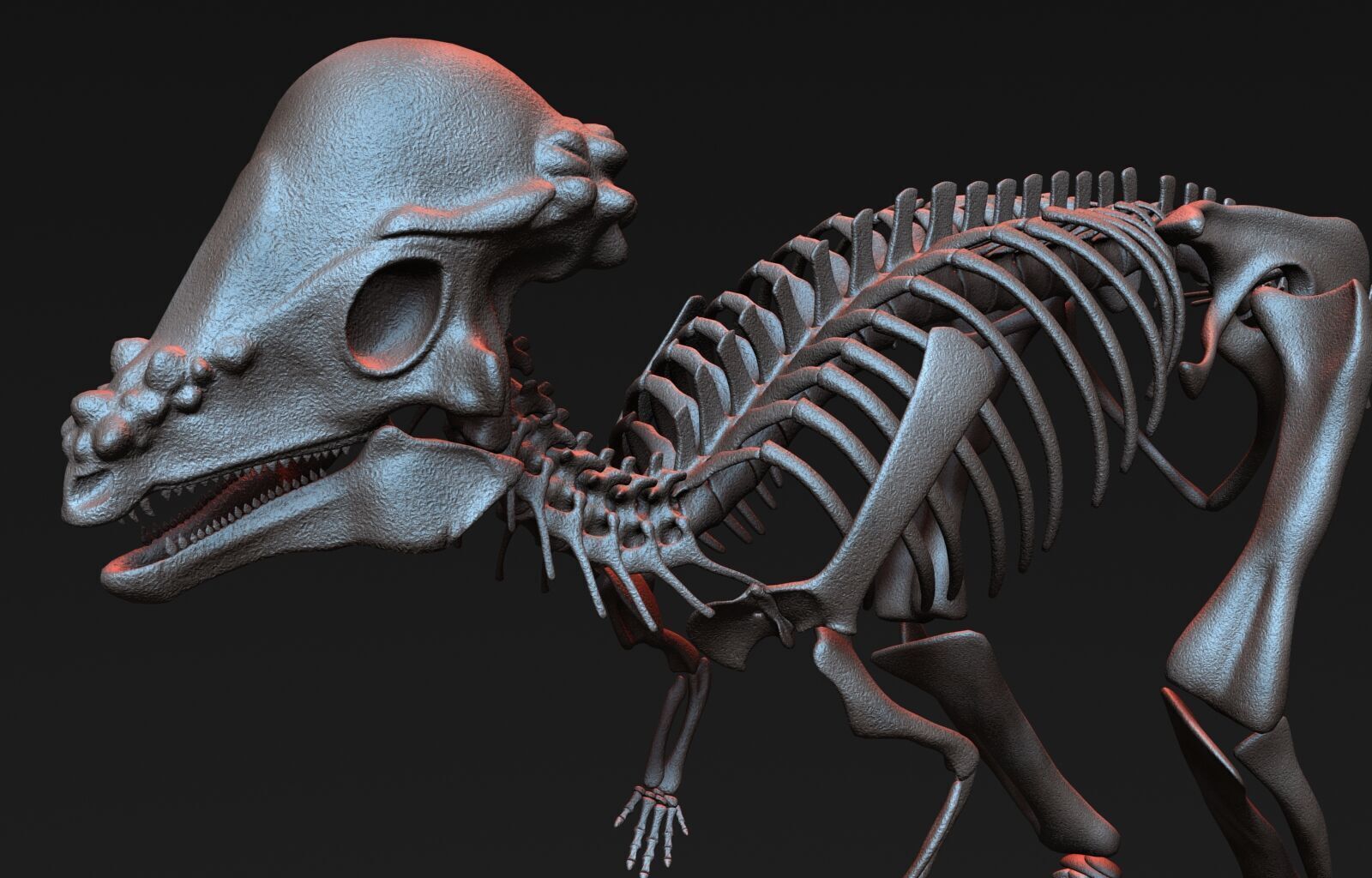 Pachycephalosaurus Skeleton 3D model_3