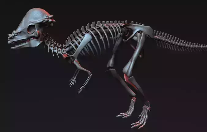 Pachycephalosaurus Skeleton 3D model