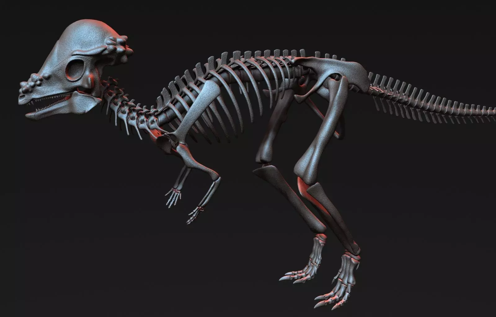 Pachycephalosaurus Skeleton 3D model_0