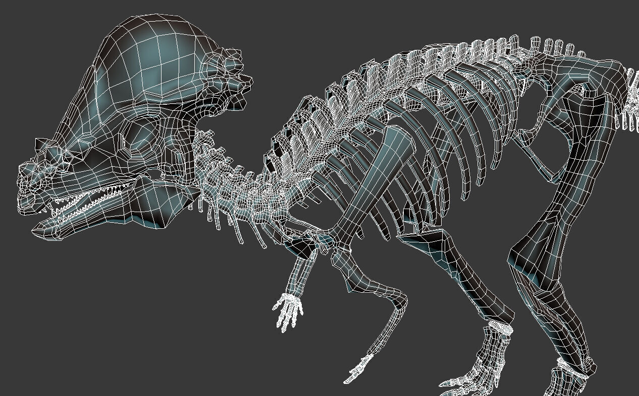 Pachycephalosaurus Skeleton 3D model_6