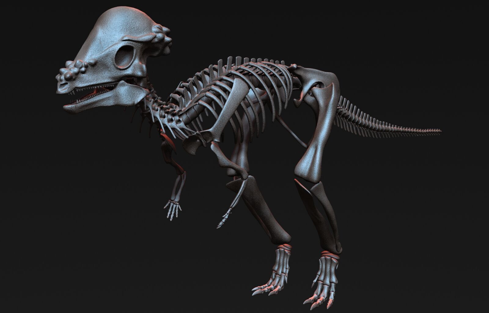 Pachycephalosaurus Skeleton 3D model_1