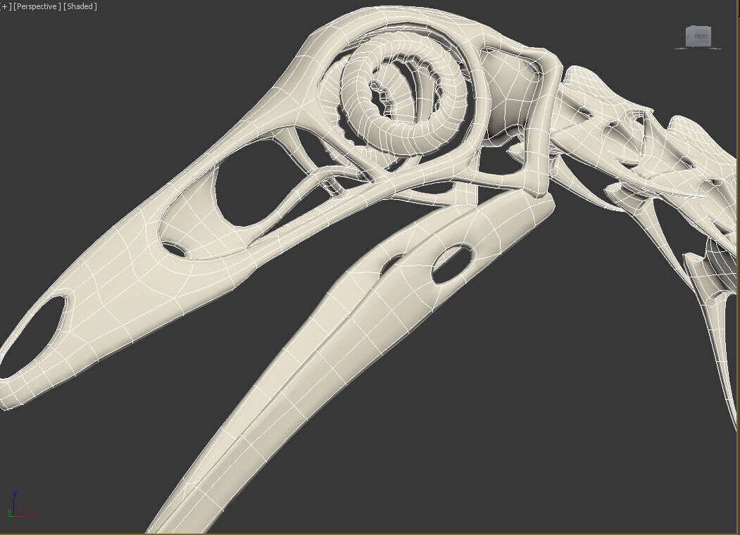 Ornithomimus skeleton 3D model_4