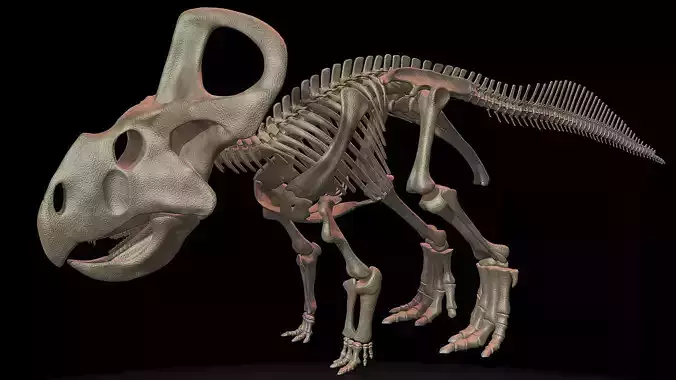 Protoceratops skeleton