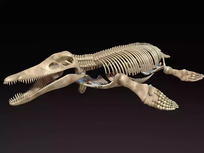 Pliosaur skeleton