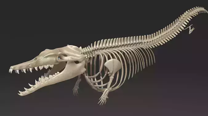 Basilosaurus skeleton
