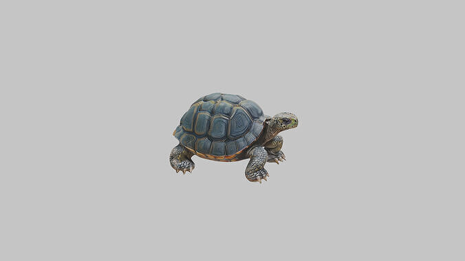 Detailed Lowpoly Tortoise Low-poly 3D model