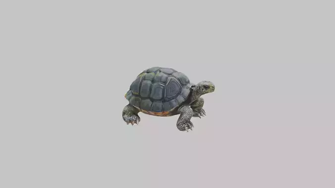 Detailed Lowpoly Tortoise