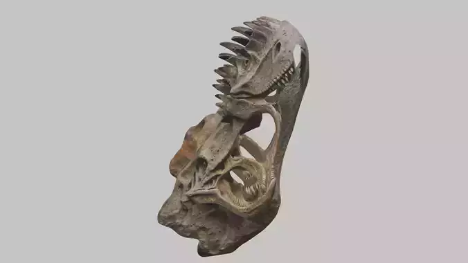 Old Damaged Stone Fossil Skull Trex