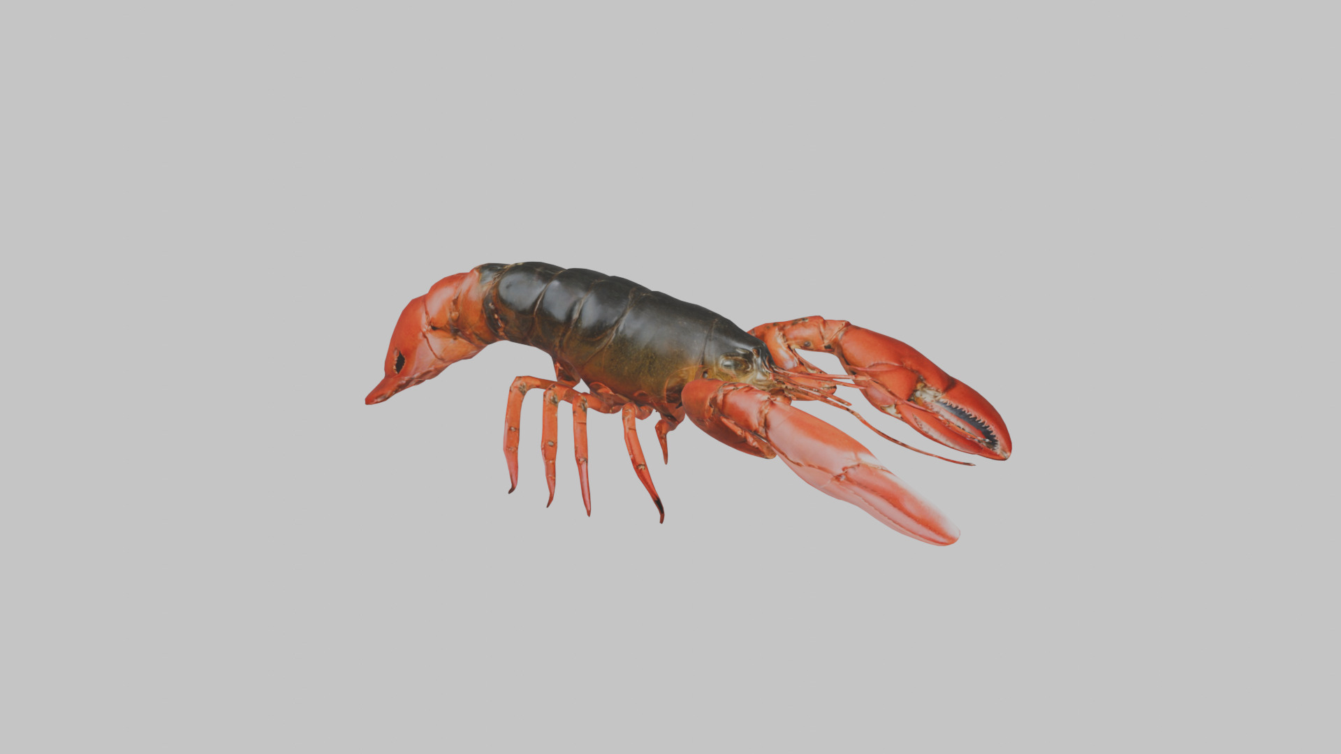 Lobster Low-poly 3D model_10