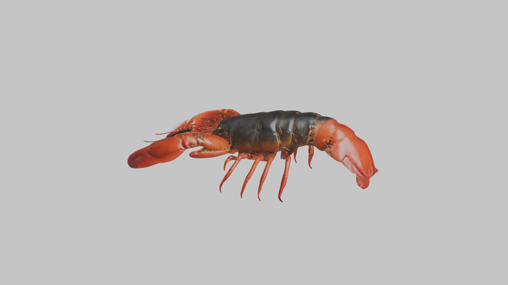 Lobster Low-poly 3D model_4