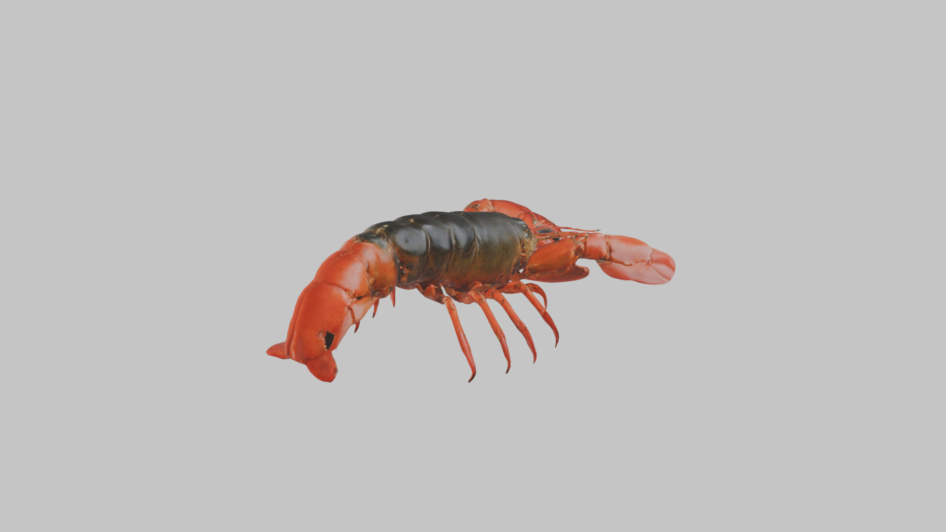 Lobster Low-poly 3D model_13