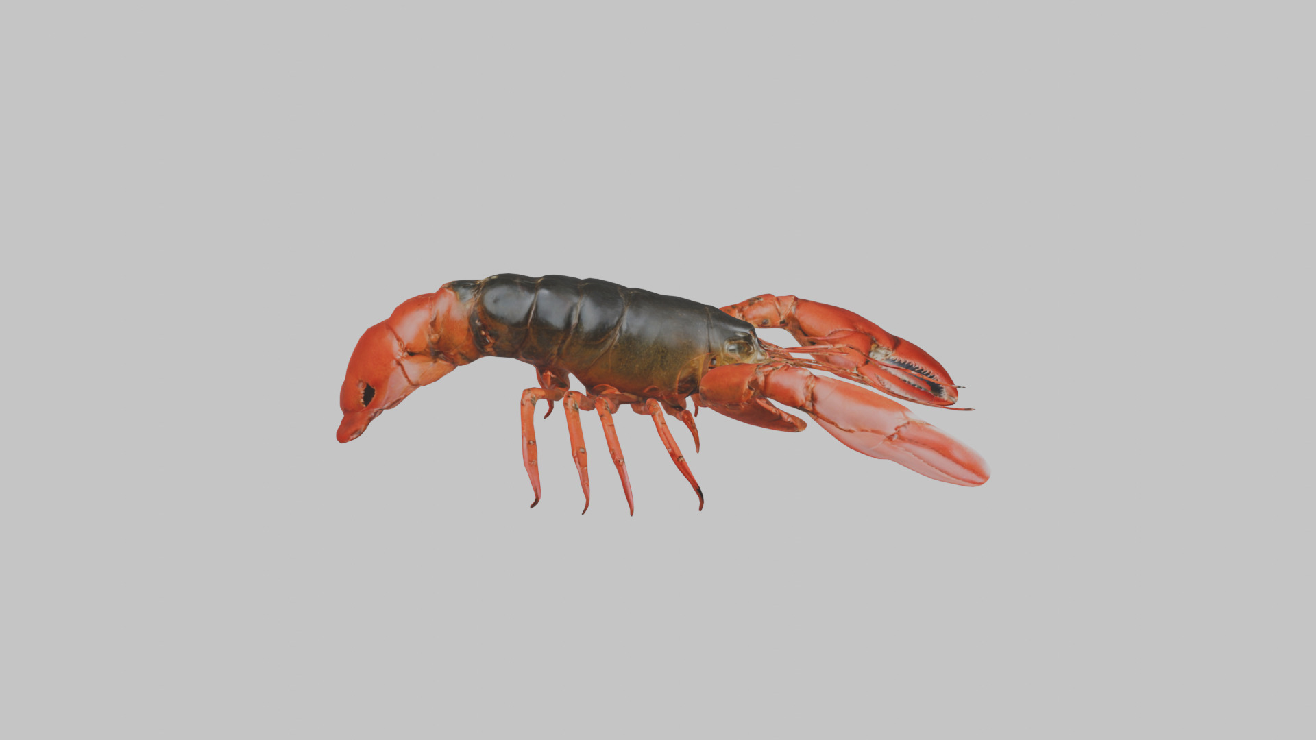Lobster Low-poly 3D model_11