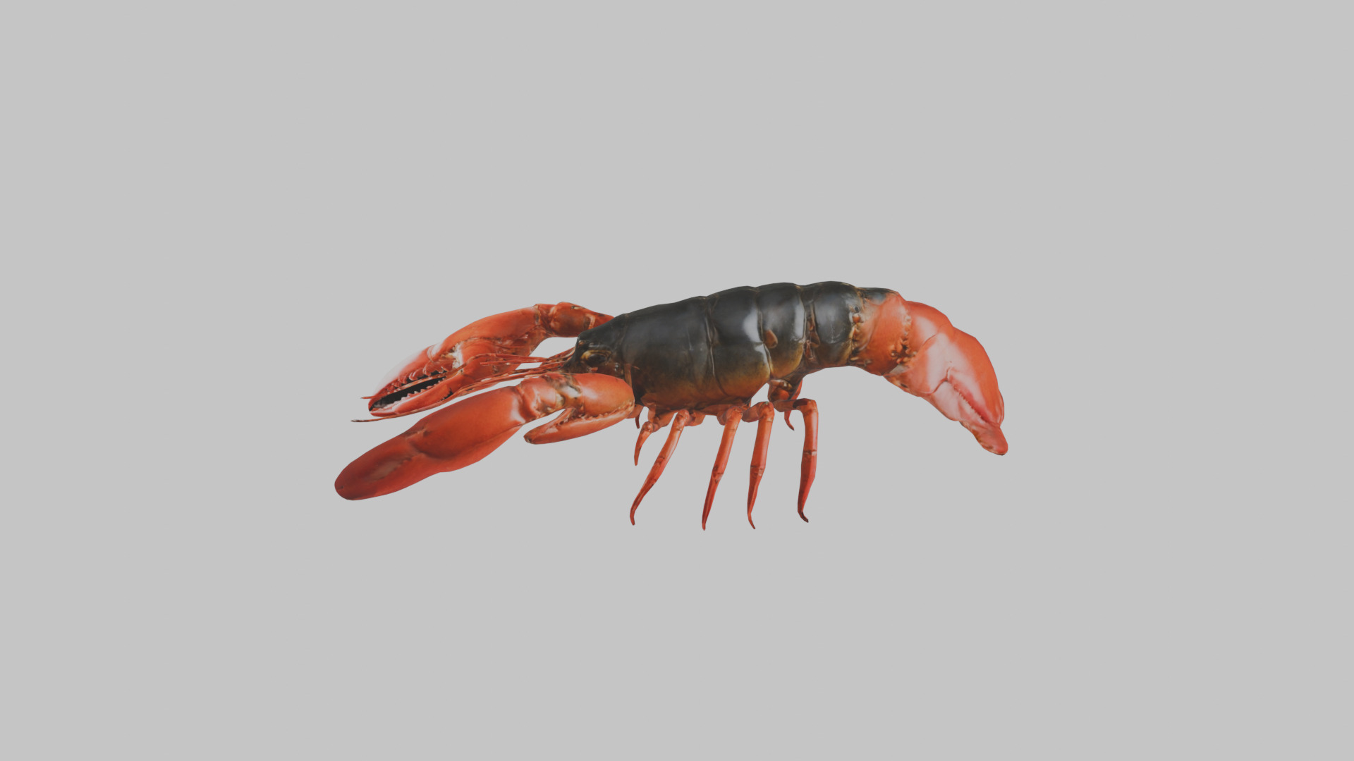 Lobster Low-poly 3D model_5