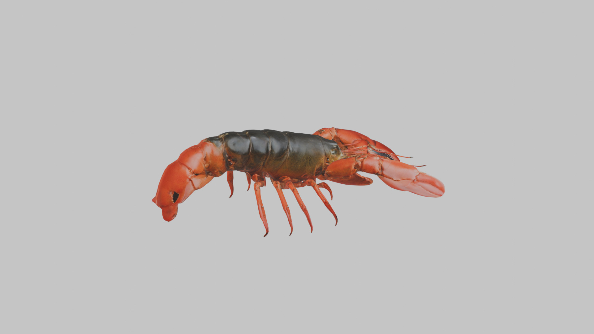 Lobster Low-poly 3D model_12