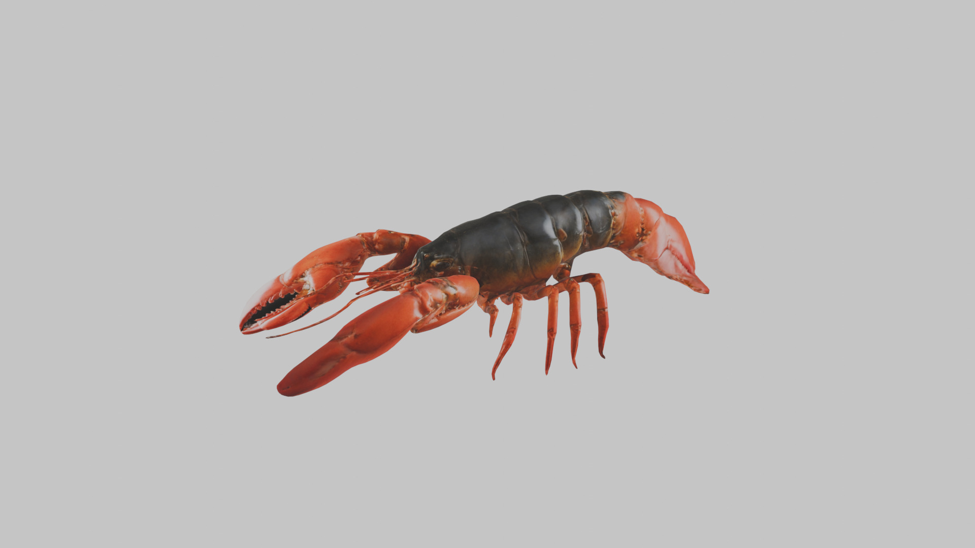 Lobster Low-poly 3D model_6