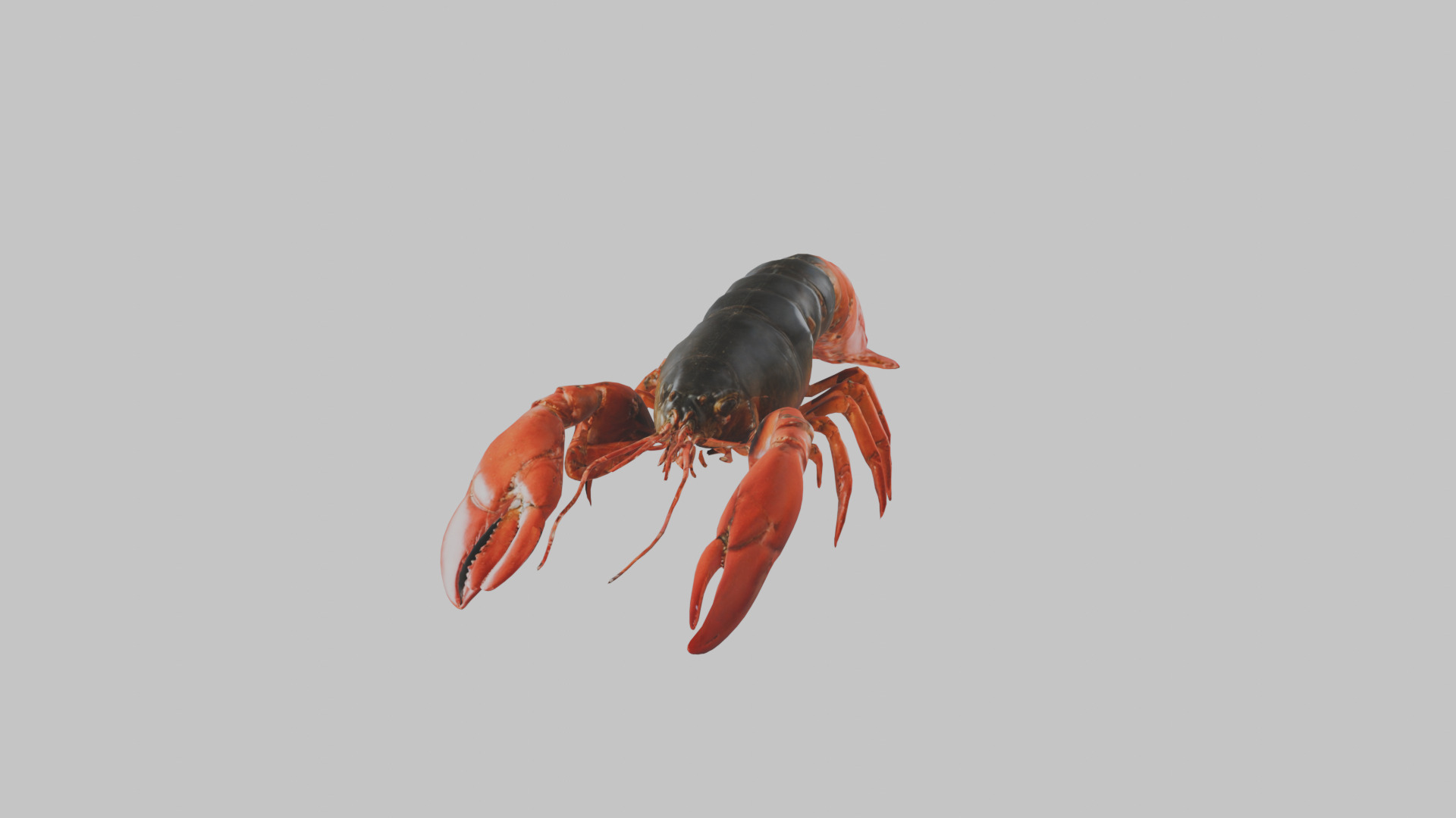 Lobster Low-poly 3D model_8