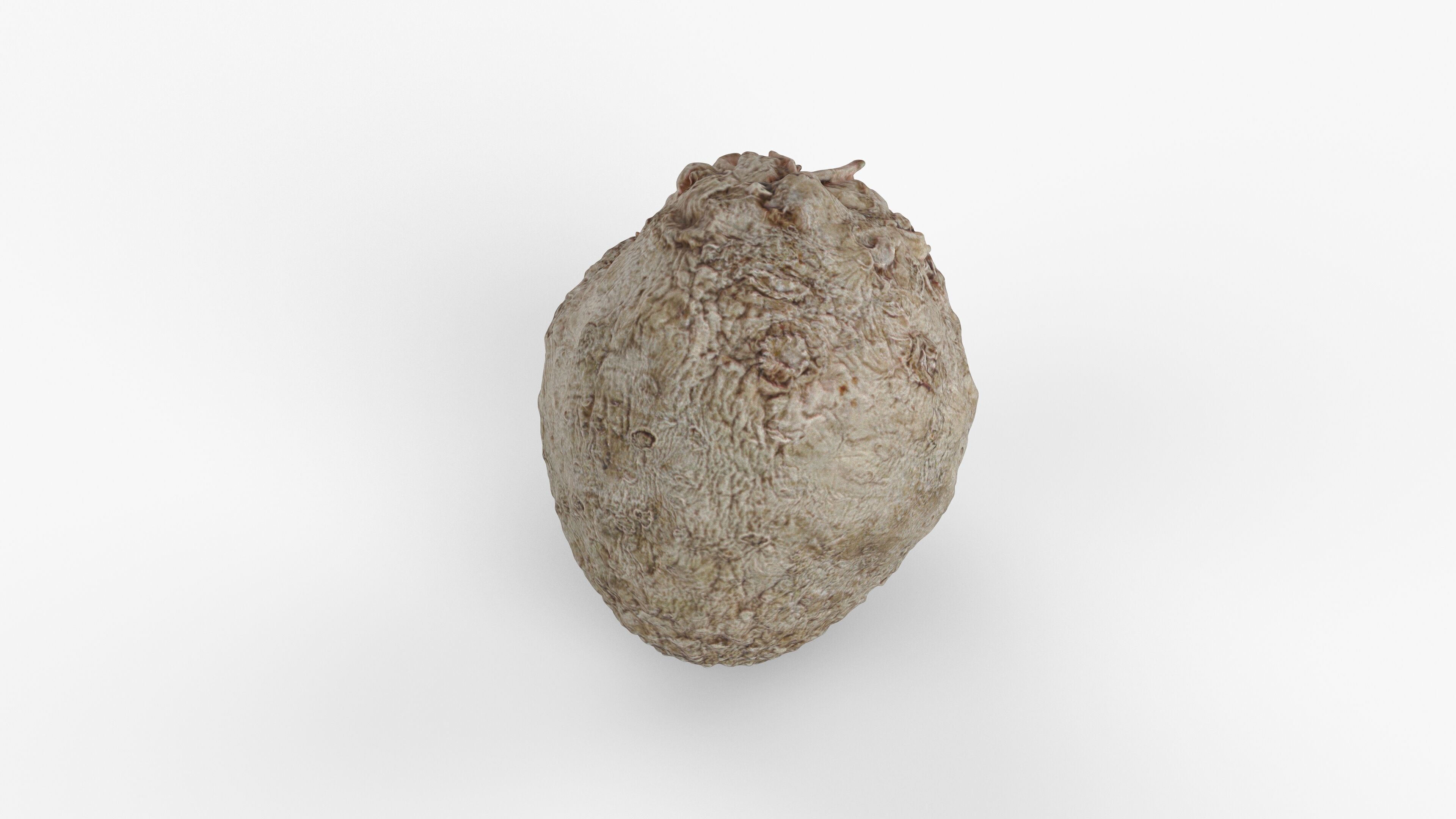 Photorealistic 3D scan of Celery Low-poly 3D model_2