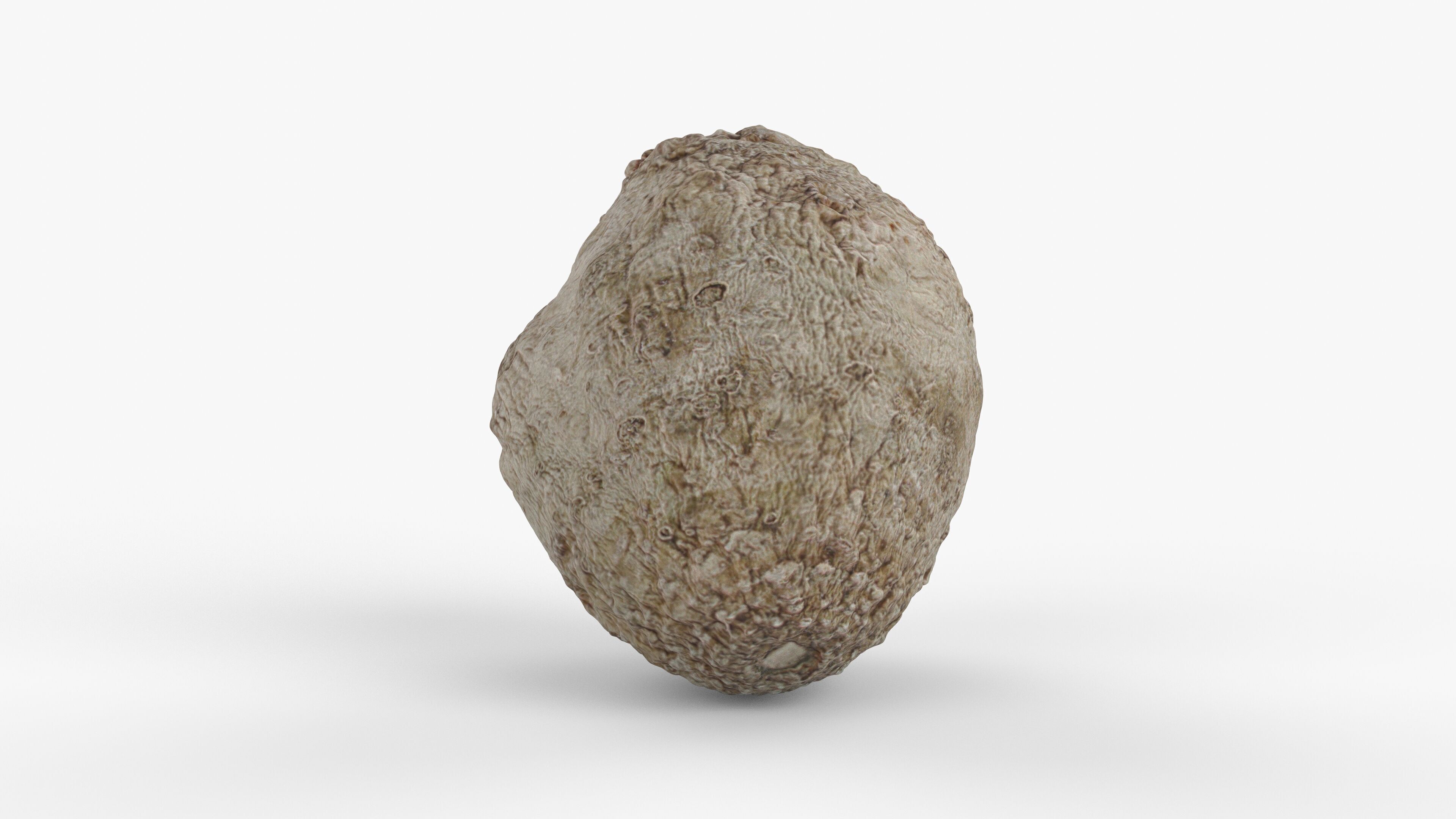 Photorealistic 3D scan of Celery Low-poly 3D model_9