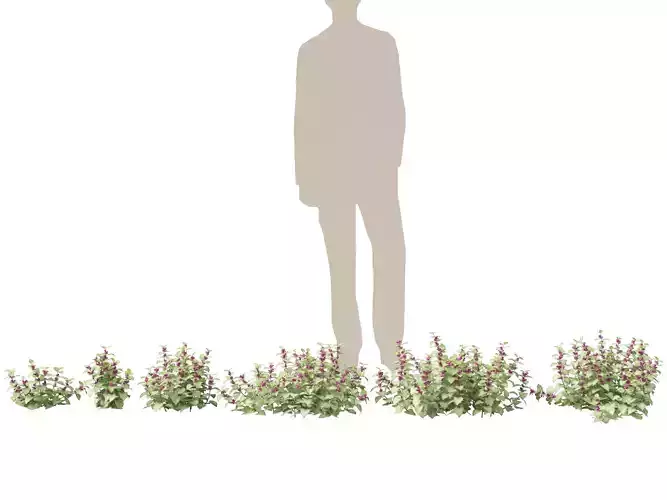 HighPolyLowPoly - Lamium maculatum - spotted deadnettle