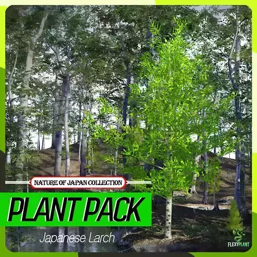 Japanese Endemic Species Plant - 4 Larch Conifer Tree