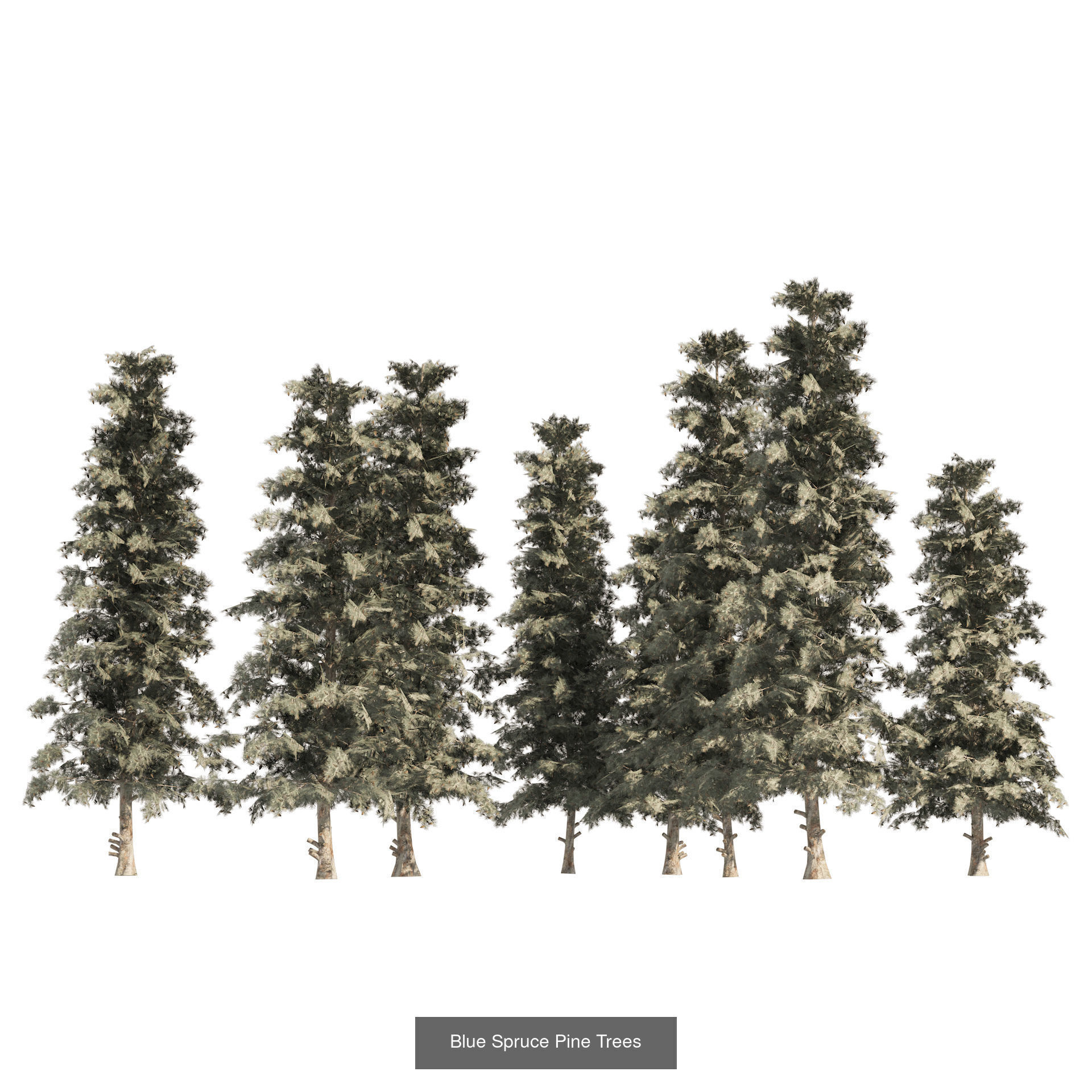 Realistic Conifer Tree Assets LowPoly 3D Model Collection_10