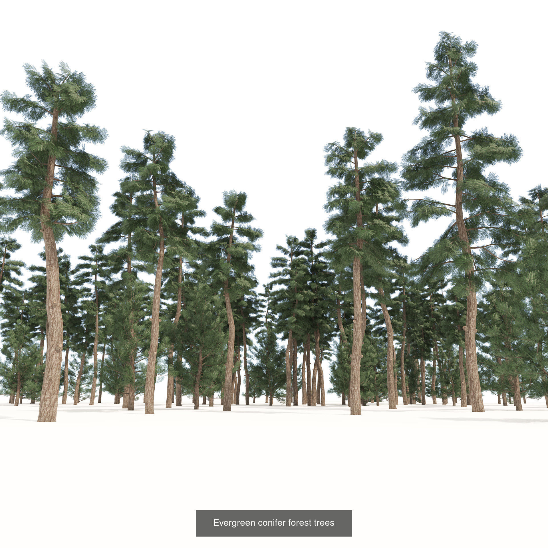 Realistic Conifer Tree Assets LowPoly 3D Model Collection_29