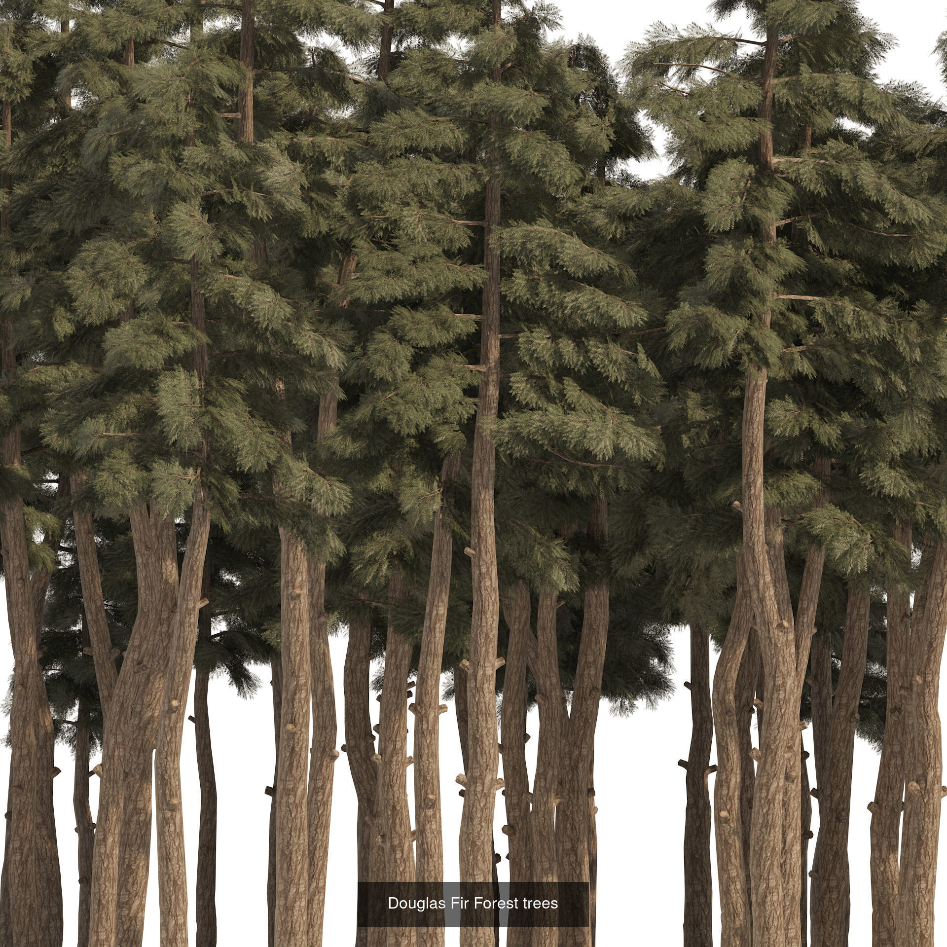 Realistic Conifer Tree Assets LowPoly 3D Model Collection_26
