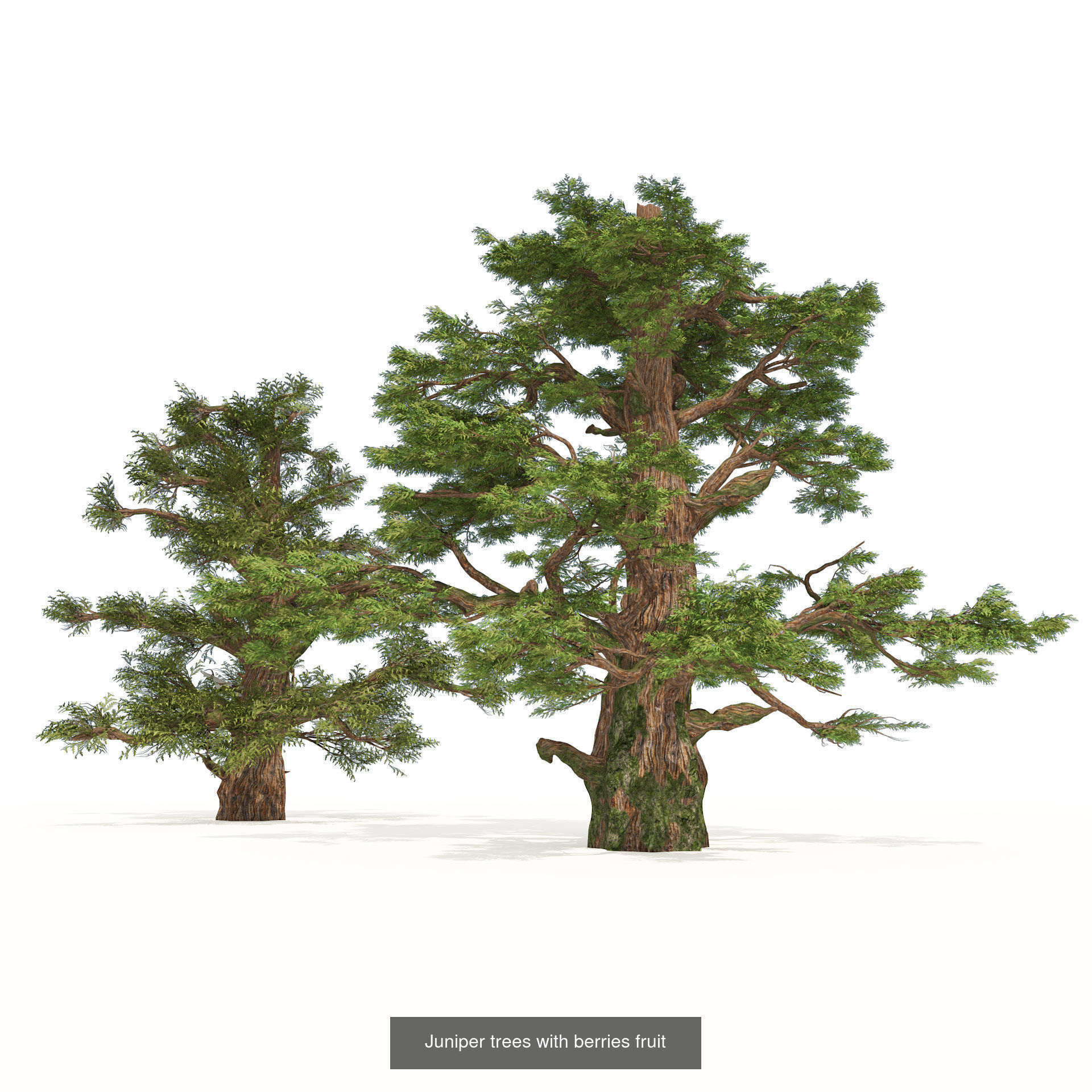 Realistic Conifer Tree Assets LowPoly 3D Model Collection_30