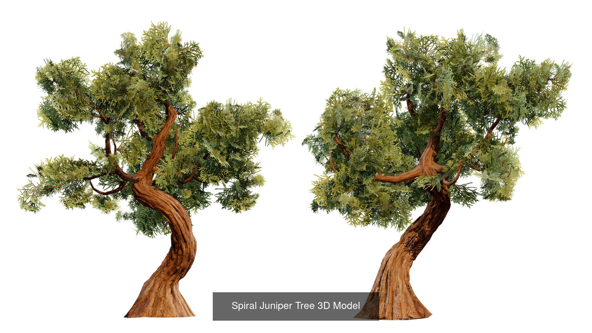 Realistic Conifer Tree Assets LowPoly 3D Model Collection_37