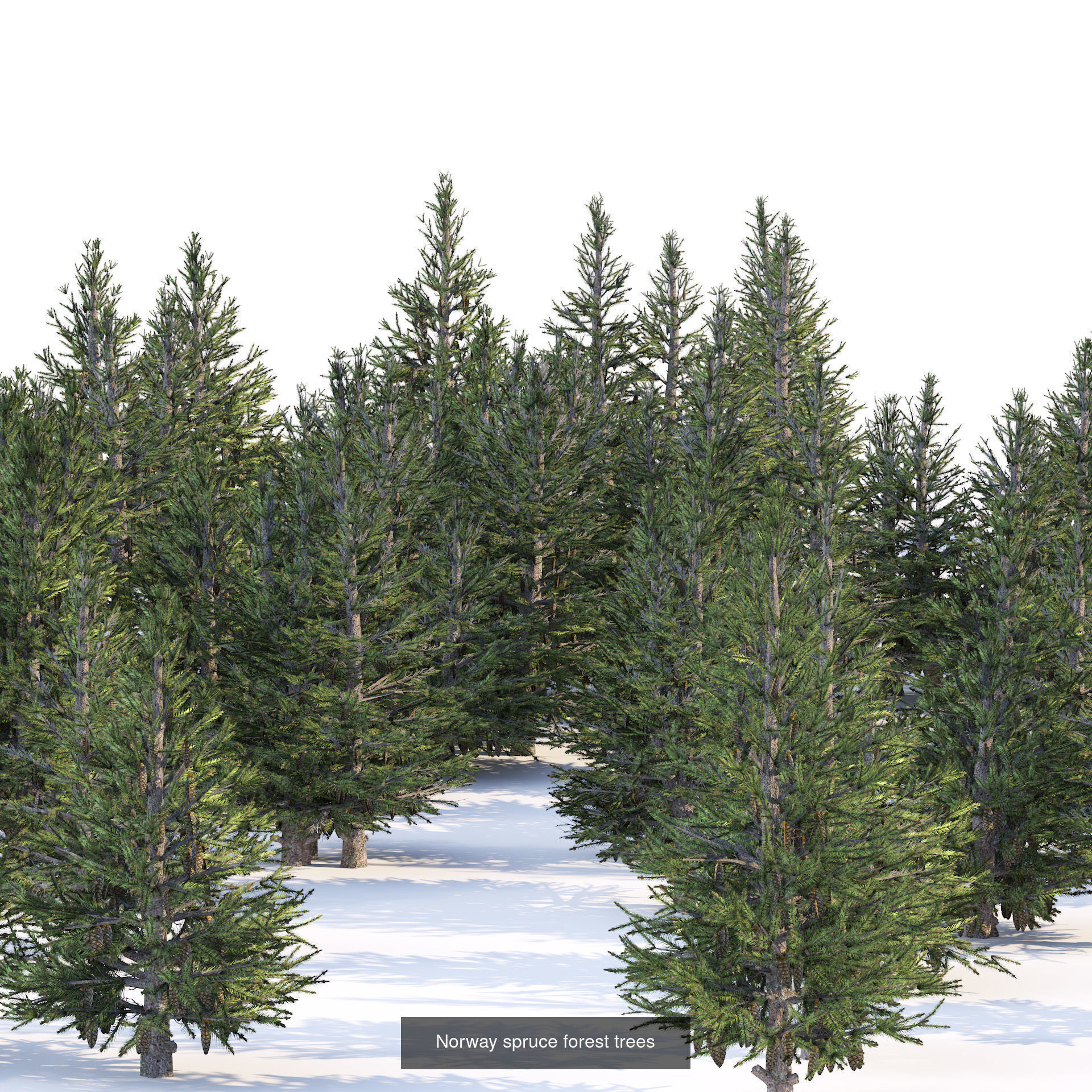Realistic Conifer Tree Assets LowPoly 3D Model Collection_16