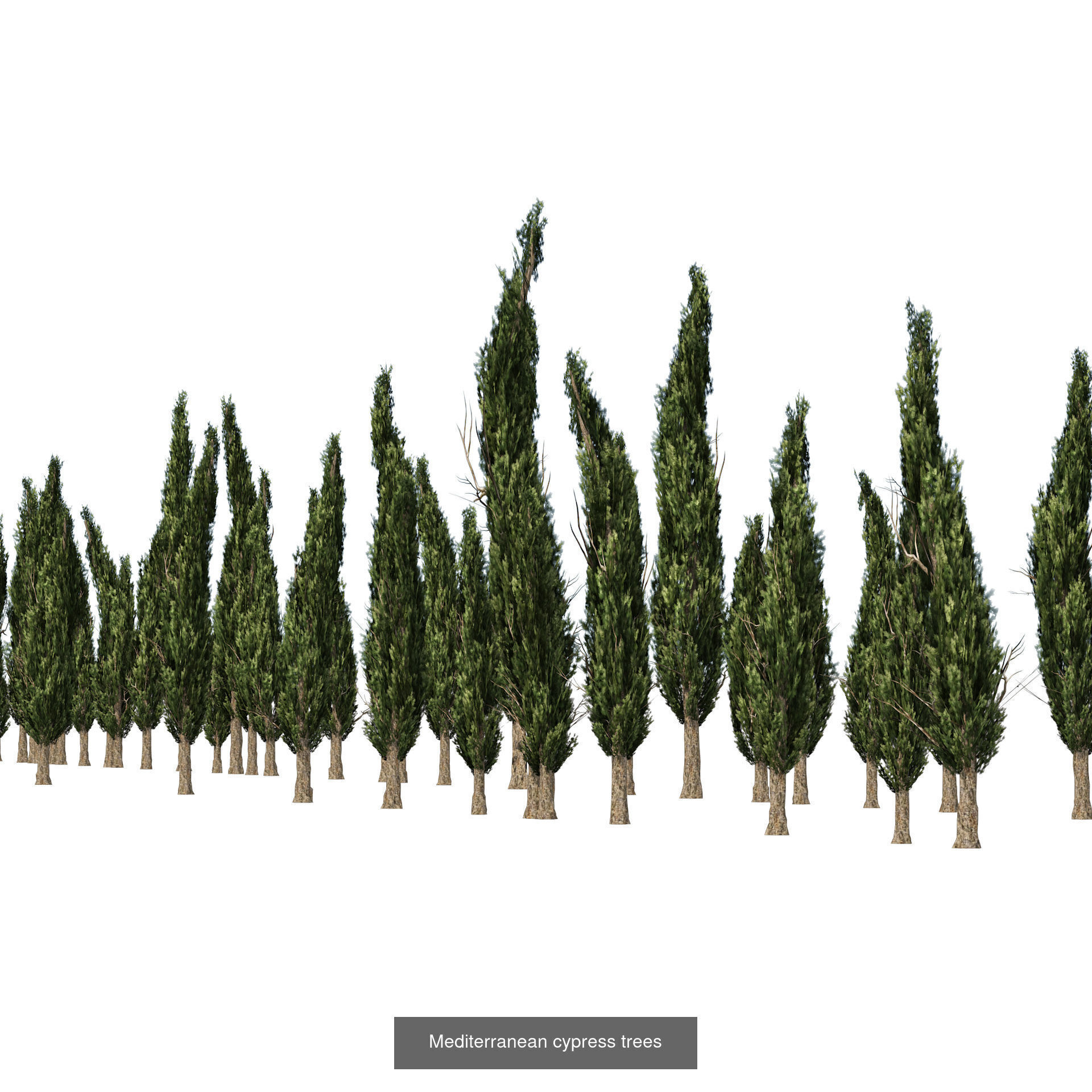 Realistic Conifer Tree Assets LowPoly 3D Model Collection_28