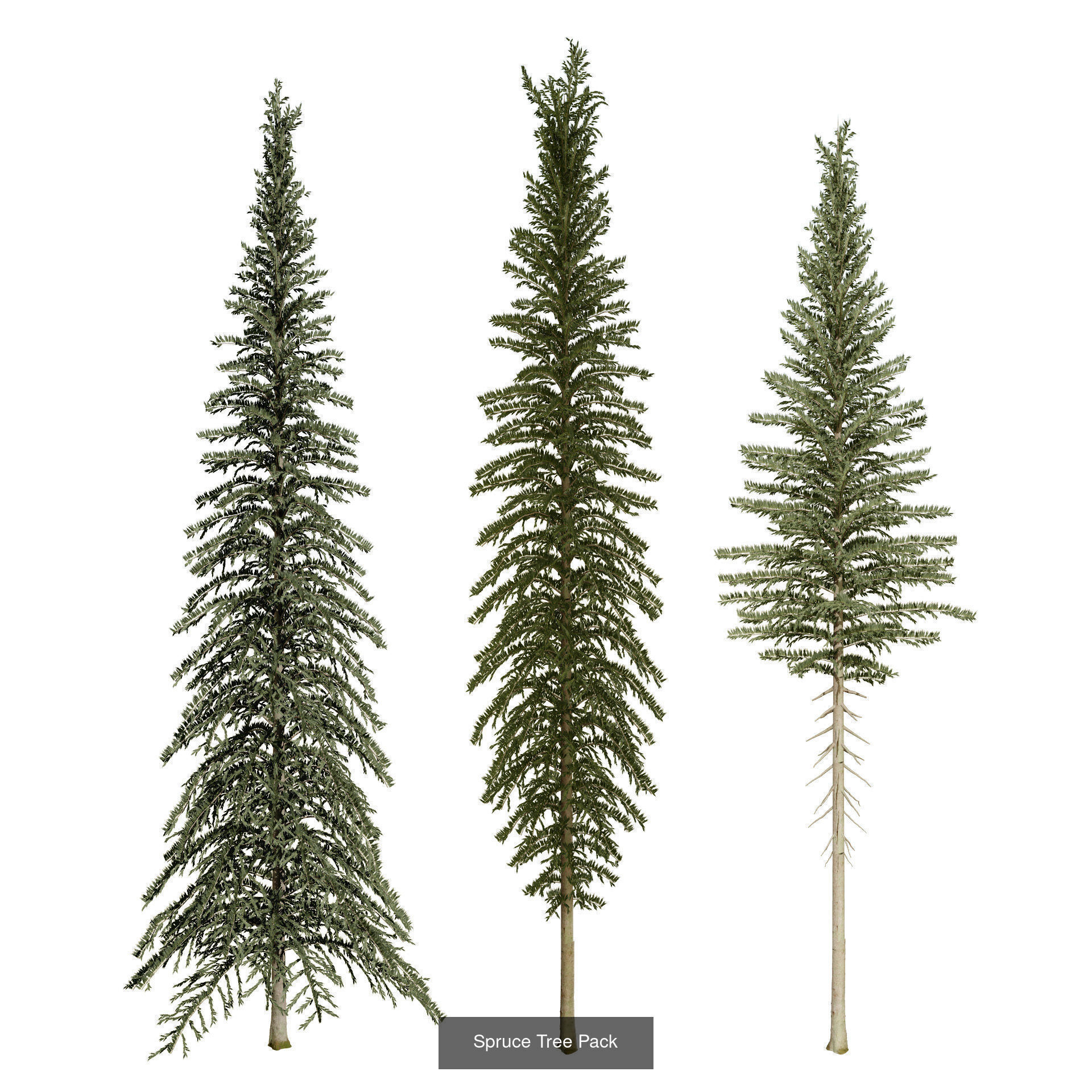 Realistic Conifer Tree Assets LowPoly 3D Model Collection_35