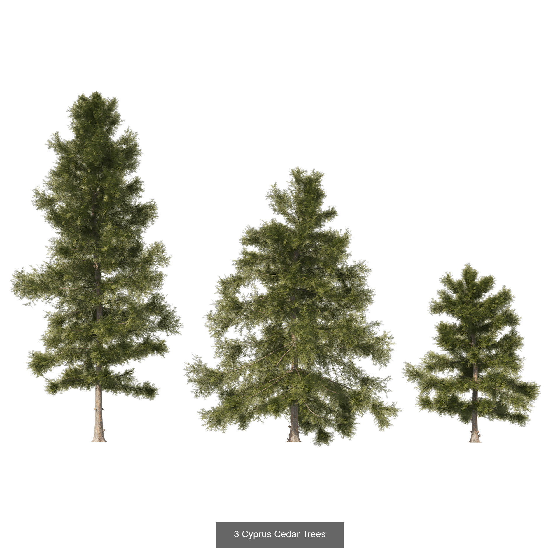 Realistic Conifer Tree Assets LowPoly 3D Model Collection_8
